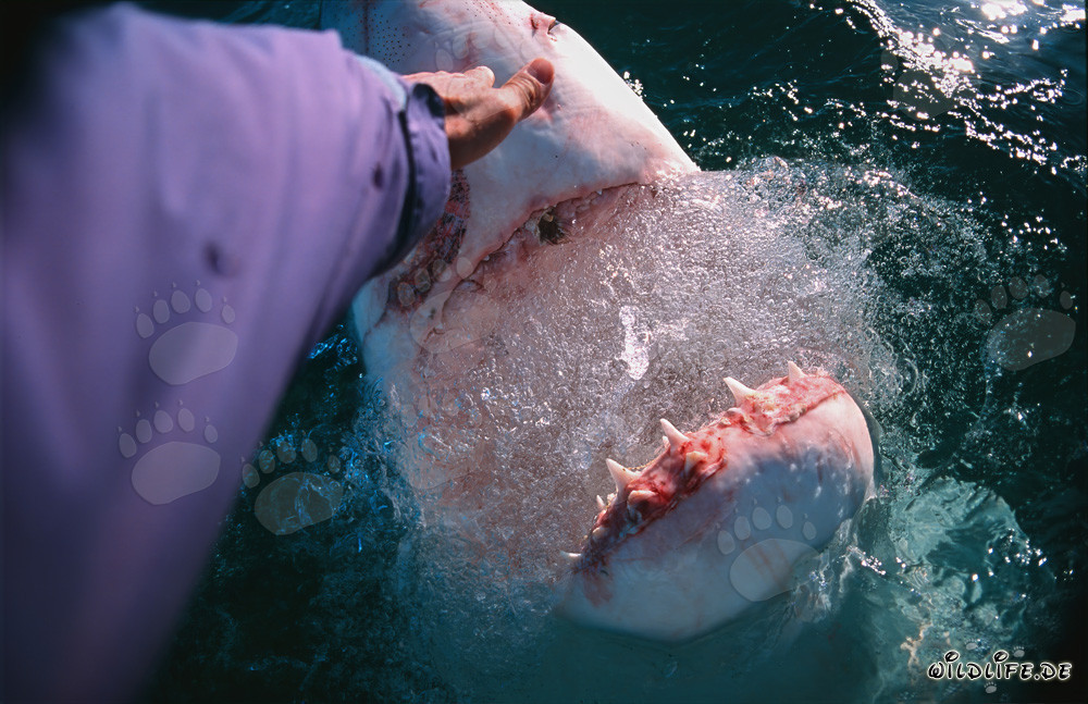 Touching the shark nose of a Great White Shark