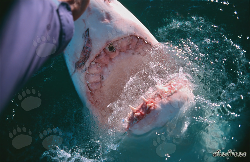 Fascinating Encounter: Great White Shark and Human Hand