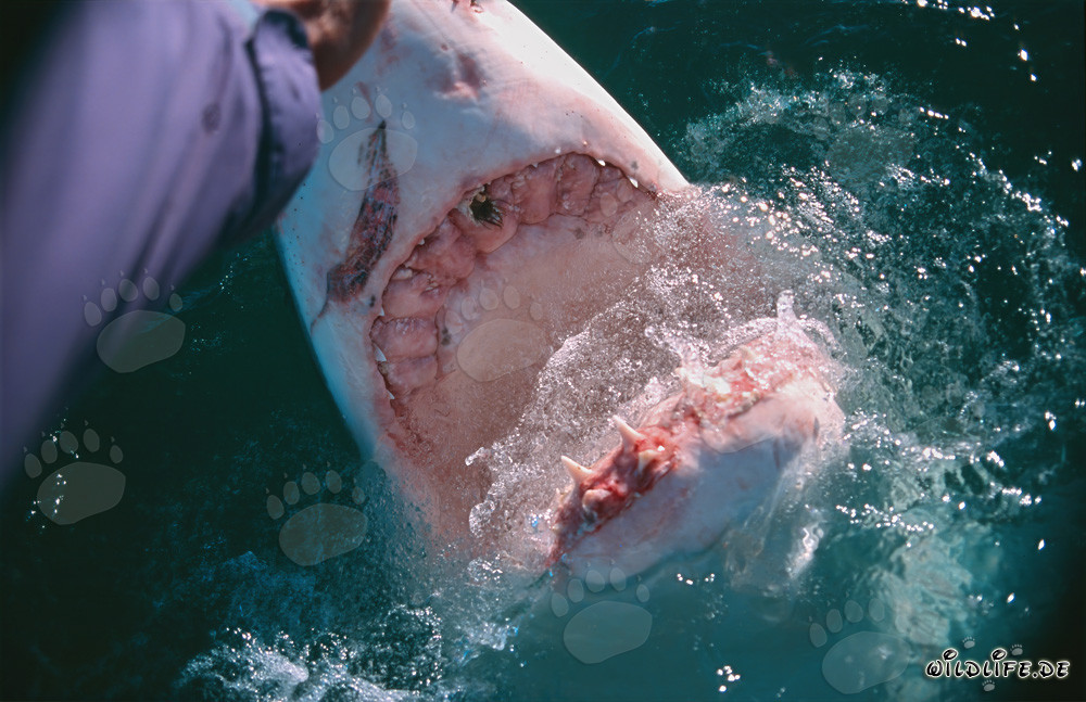 Rencontre fascinante : requin blanc et main humaine