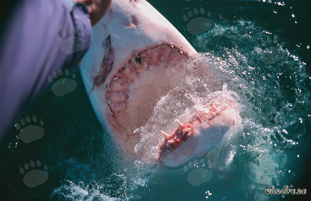 Encuentro fascinante: tiburón blanco y mano humana