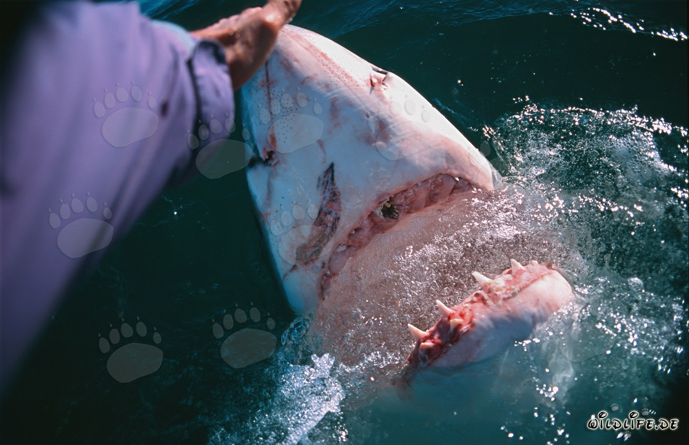 Fascinating Encounter: Hand Contact with the Great White Shark