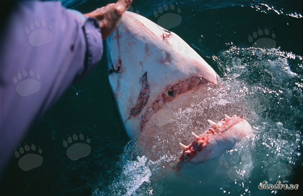 Rencontre fascinante : contact manuel avec le grand requin blanc