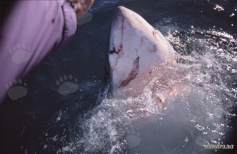 Grande squalo bianco che rompe verticalmente l'acqua