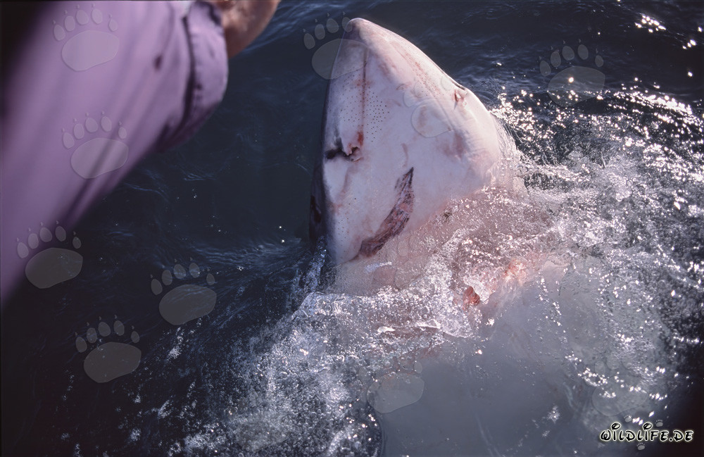 Great White Shark breaking the water surface vertically