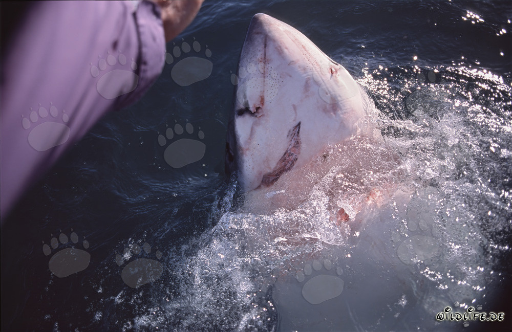 Weißer Hai durchbricht das Wasser vertikal