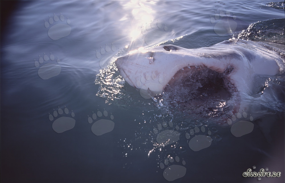 Photo impressionnant d'un grand requin blanc avec la gueule ouverte