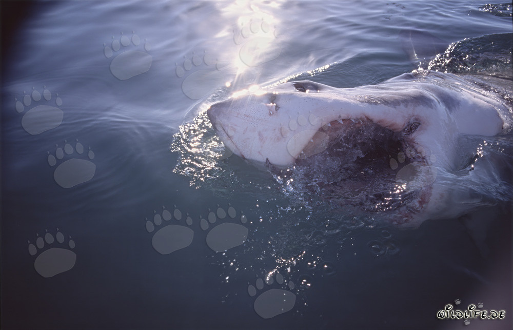 Impressive photo of a Great White Shark with open mouth