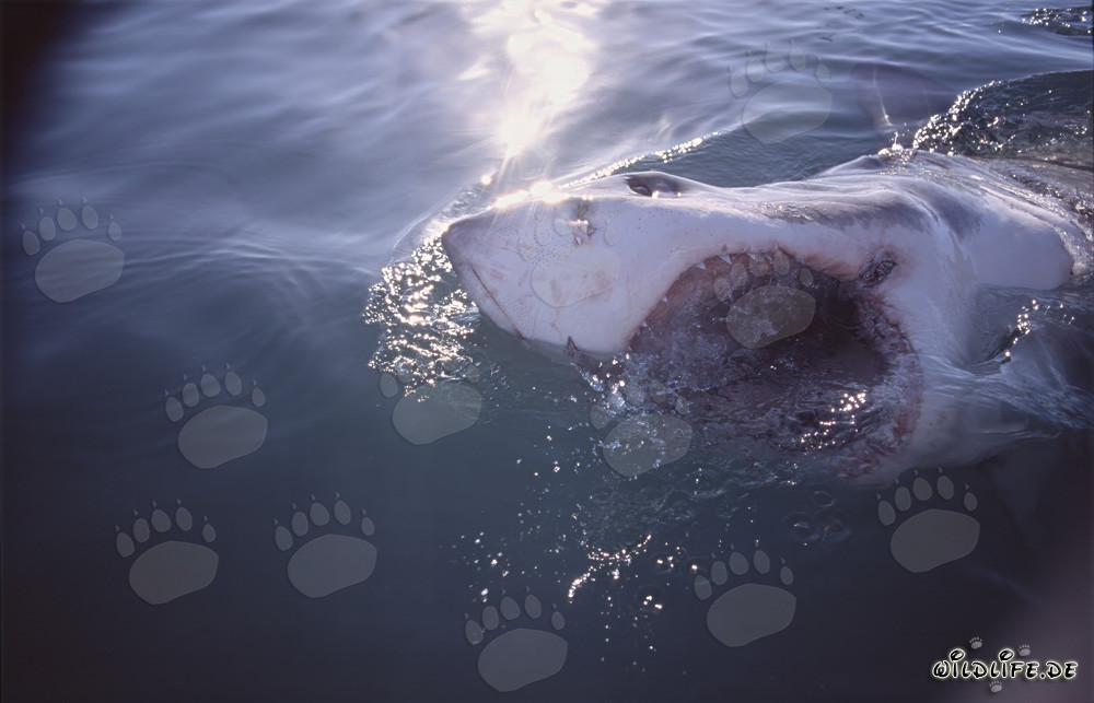 Foto impressionante di uno squalo bianco con la bocca aperta