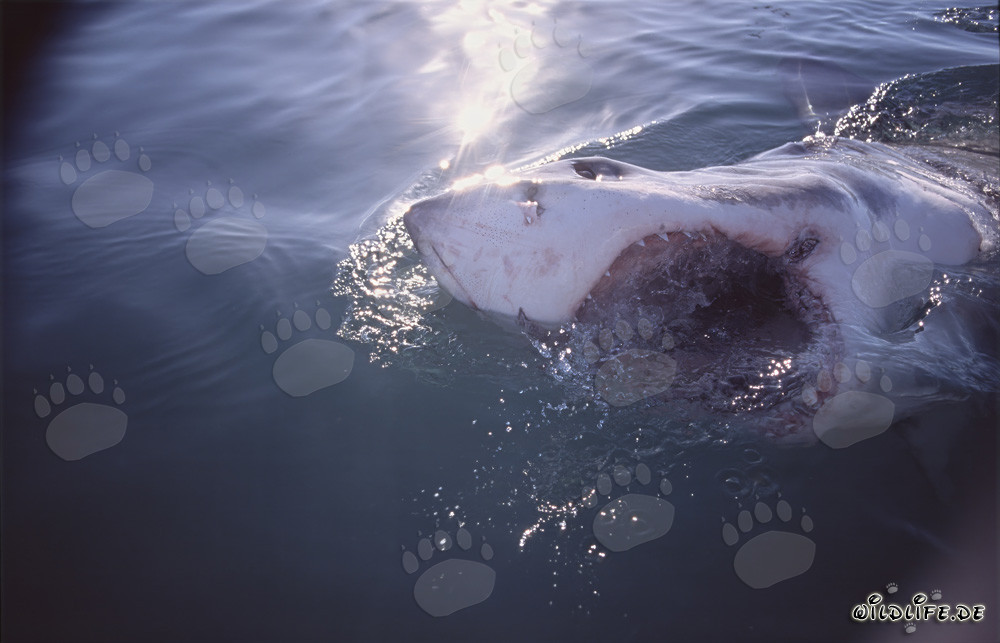 Impresionante foto de un tiburón blanco con la boca abierta