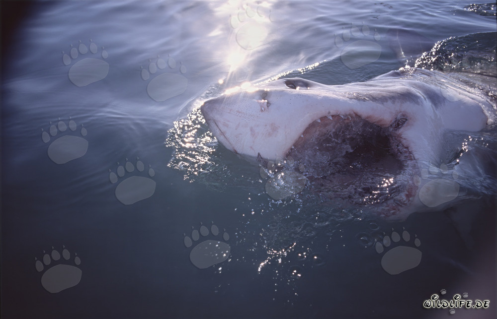 Beeindruckendes Foto eines Weißen Hais mit geöffnetem Maul