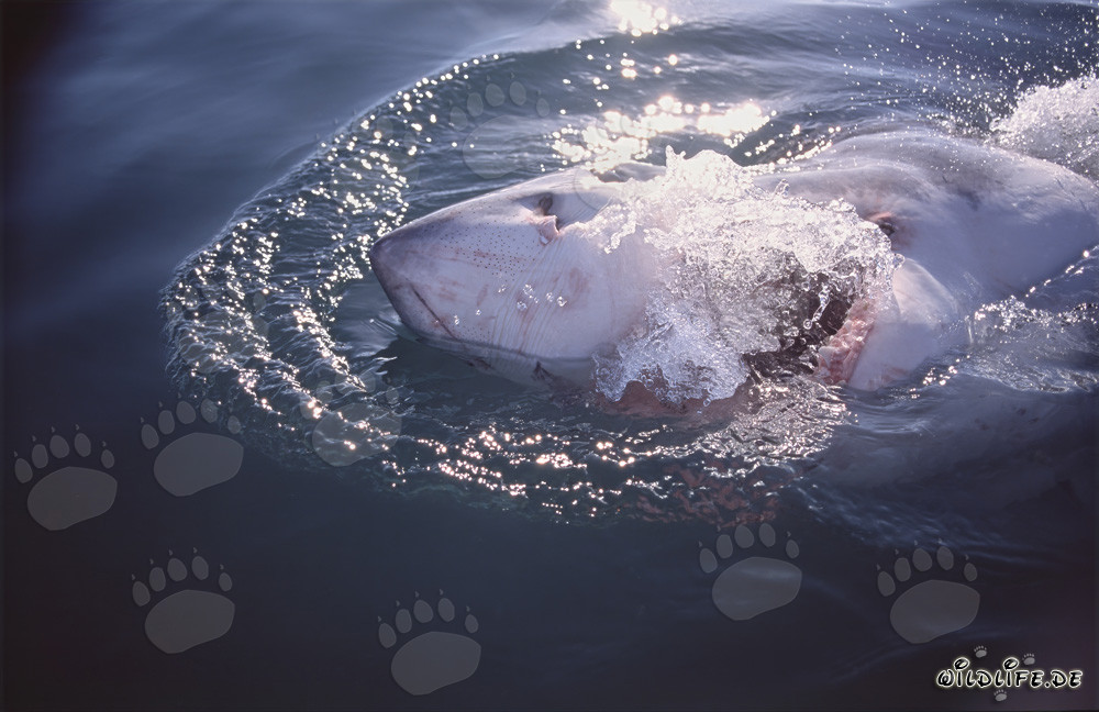 Grand requin blanc impressionnant émerge à la surface de l'eau