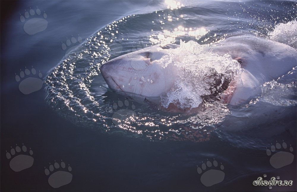 Impressive Great White Shark emerges at the water surface