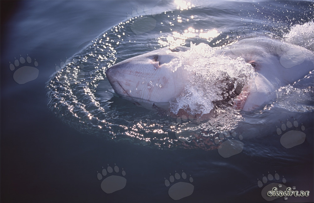 Imponente squalo bianco emerge in superficie