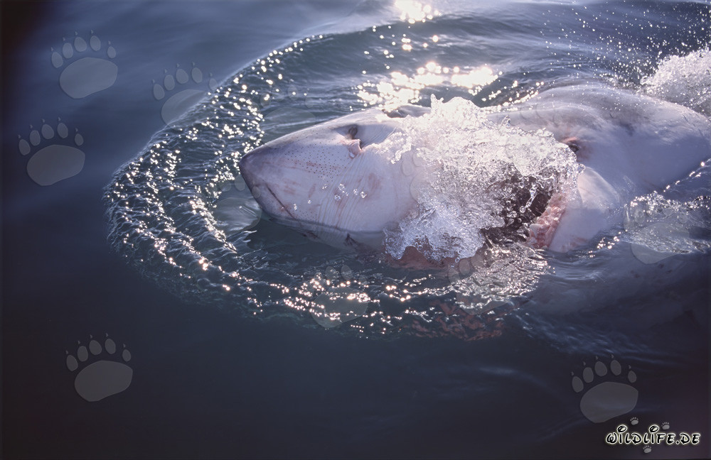 Impresionante tiburón blanco emerge en la superficie del agua