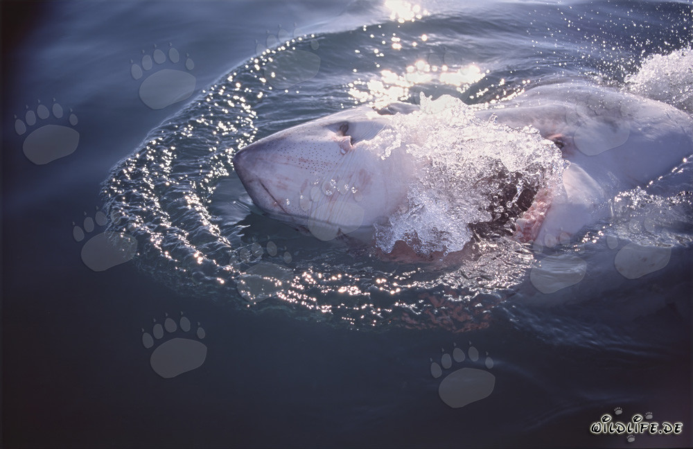 Imposanter Weißer Hai taucht an der Wasseroberfläche auf