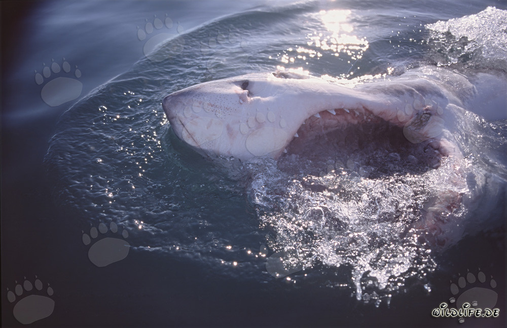 Impressive Great White Shark with open mouth off the coast of Gansbaai