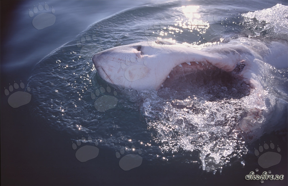 Grand requin blanc avec la gueule ouverte au large de Gansbaai