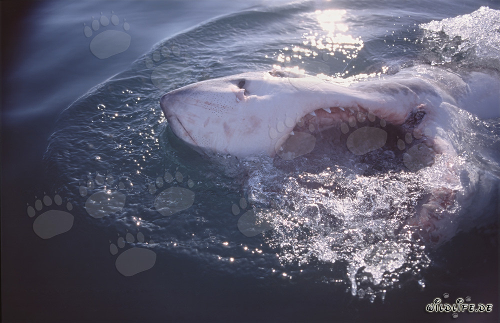 Imponente squalo bianco con la bocca aperta al largo di Gansbaai