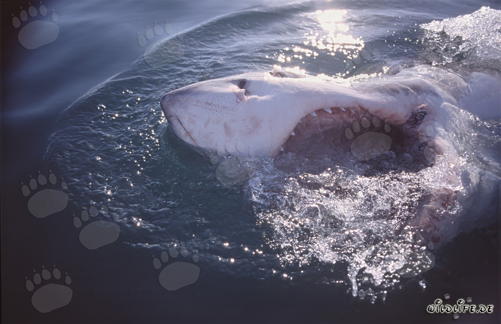 Imposanter Weißer Hai mit geöffnetem Maul vor der Küste von Gansbaai