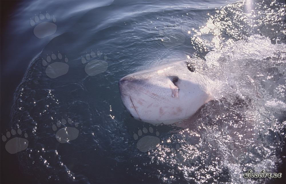 Grand requin blanc majestueux brisant la surface de la mer