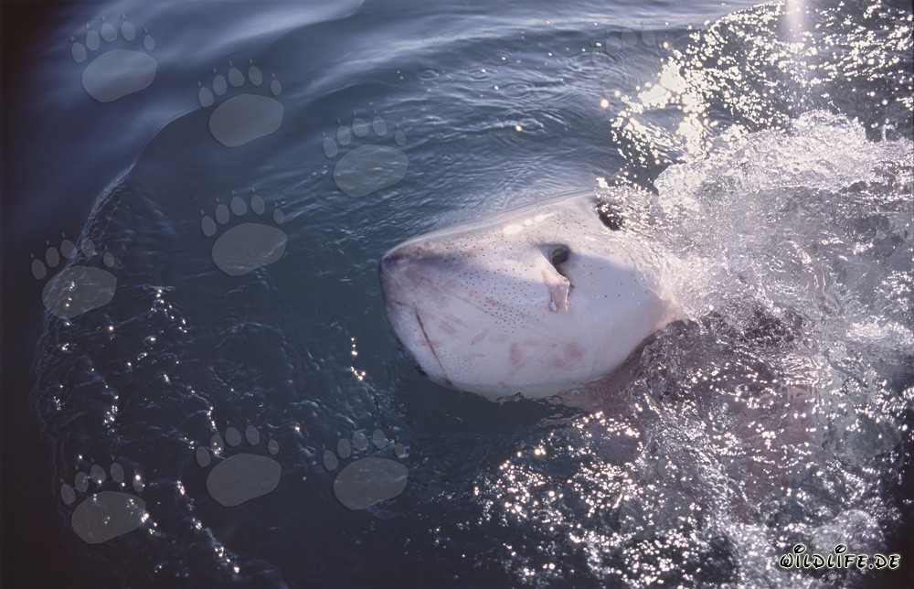 Majestic Great White Shark Breaking the Ocean Surface