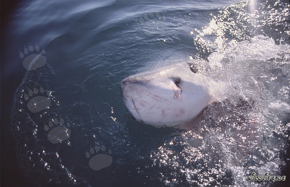 Maestoso squalo bianco che rompe la superficie del mare