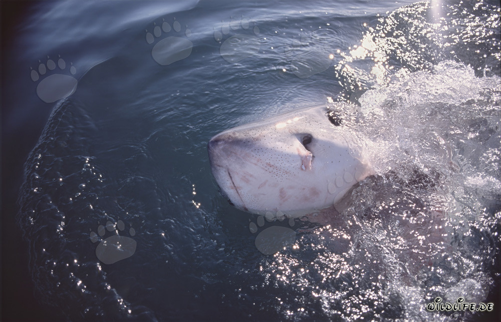 Majestätischer Weißer Hai durchbricht die Meeresoberfläche
