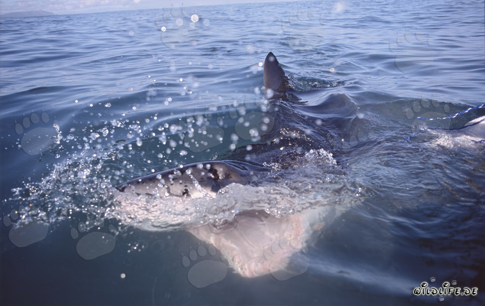 Impresionante tiburón blanco con la boca abierta cerca de Gansbaai/Dyer Island