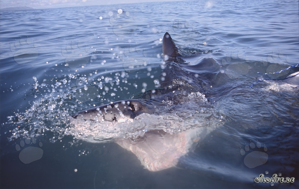Imposanter Weißer Hai mit weit geöffnetem Maul an der Küste von Gansbaai/Dyer Island