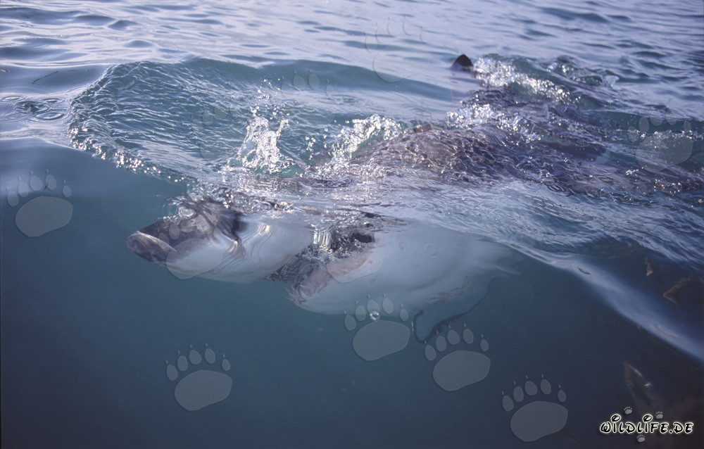 Impressive Great White Shark hunting near the water surface
