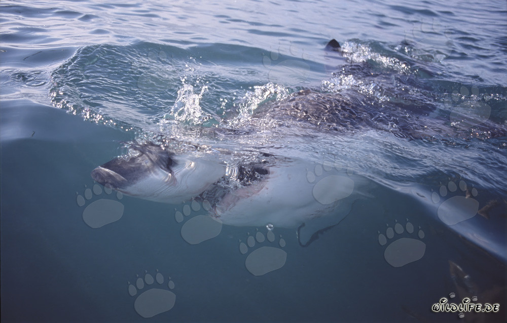 Grand requin blanc chasse près de la surface de l'eau