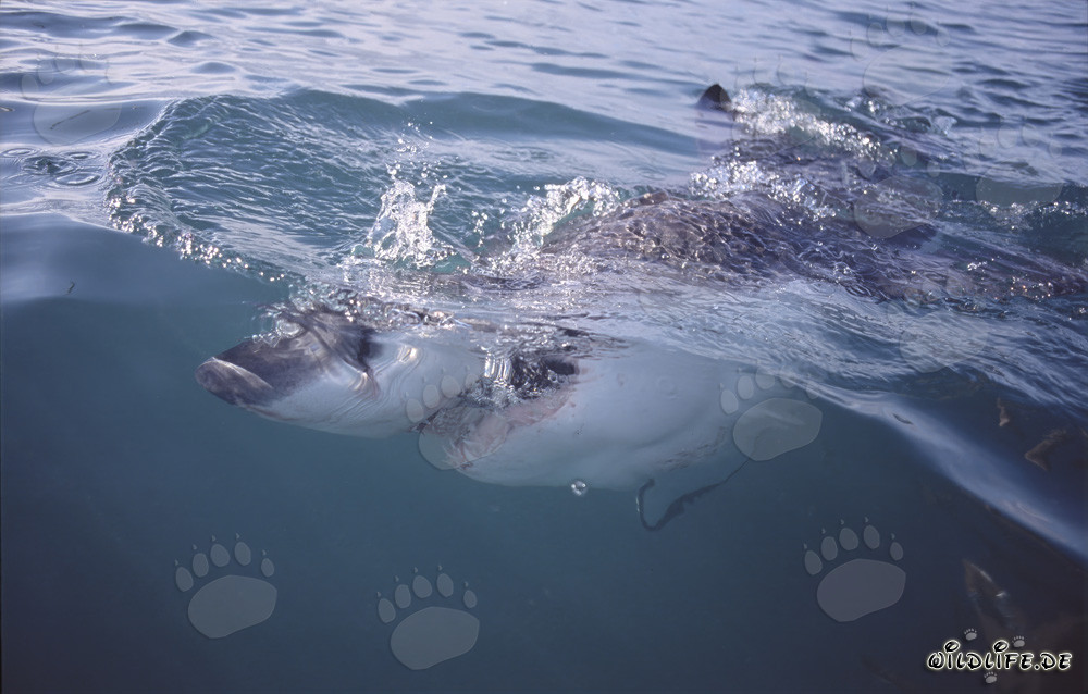 Imponente squalo bianco caccia vicino alla superficie dell'acqua
