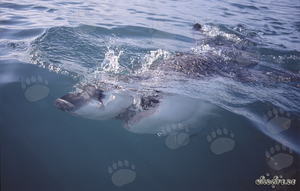 Impresionante tiburón blanco cazando cerca de la superficie del agua