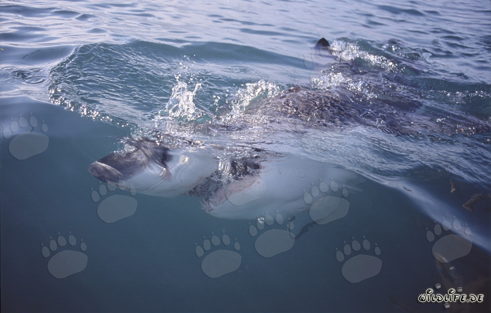 Imposanter Weißer Hai jagt nahe der Wasseroberfläche