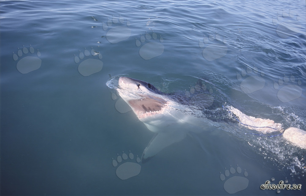 Le majestueux Grand Requin Blanc - Terreur et fascination à la fois