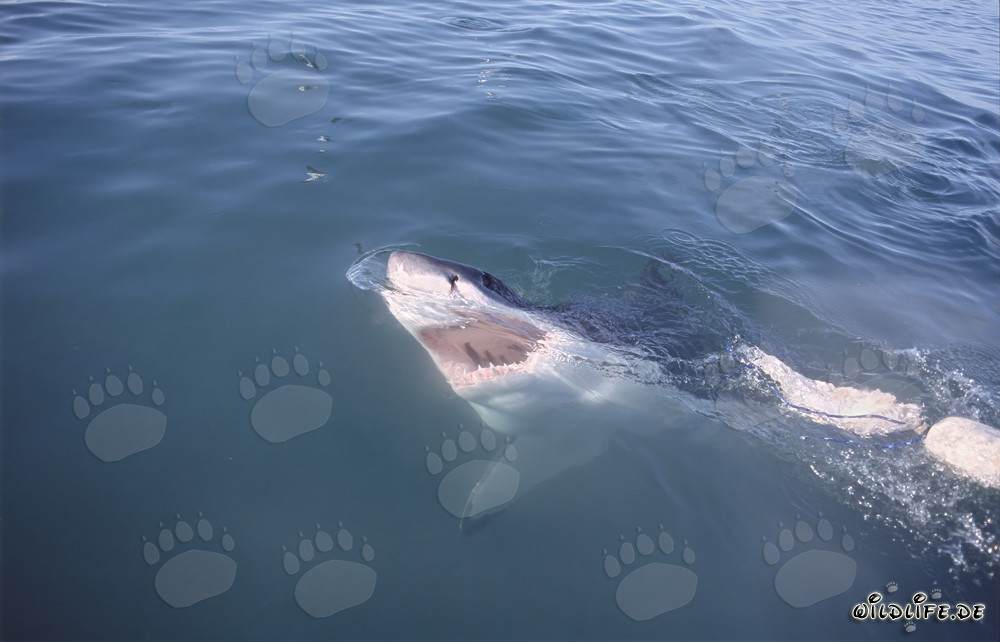 The majestic Great White Shark - terror and fascination combined