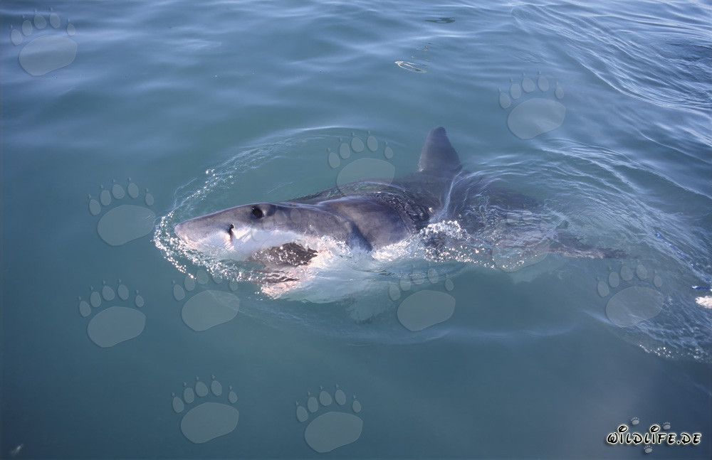 Grand requin blanc impressionnant à la surface de l'eau à Gansbaai