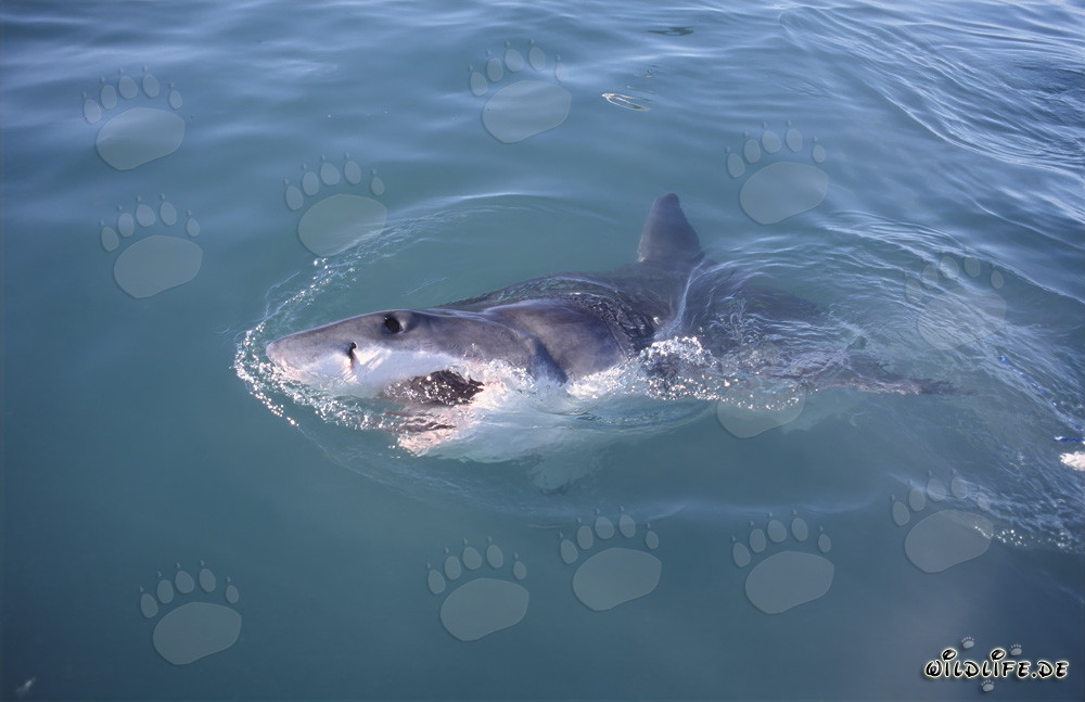 Impressive Great White Shark at the Water Surface in Gansbaai