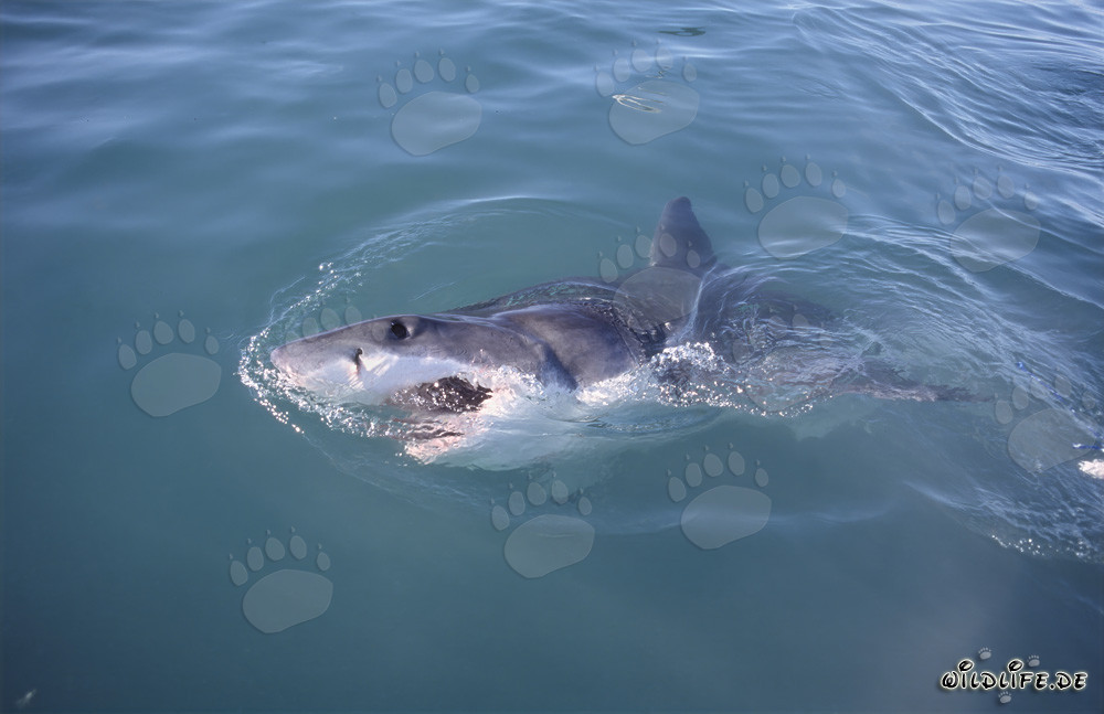 Imponente squalo bianco in superficie a Gansbaai