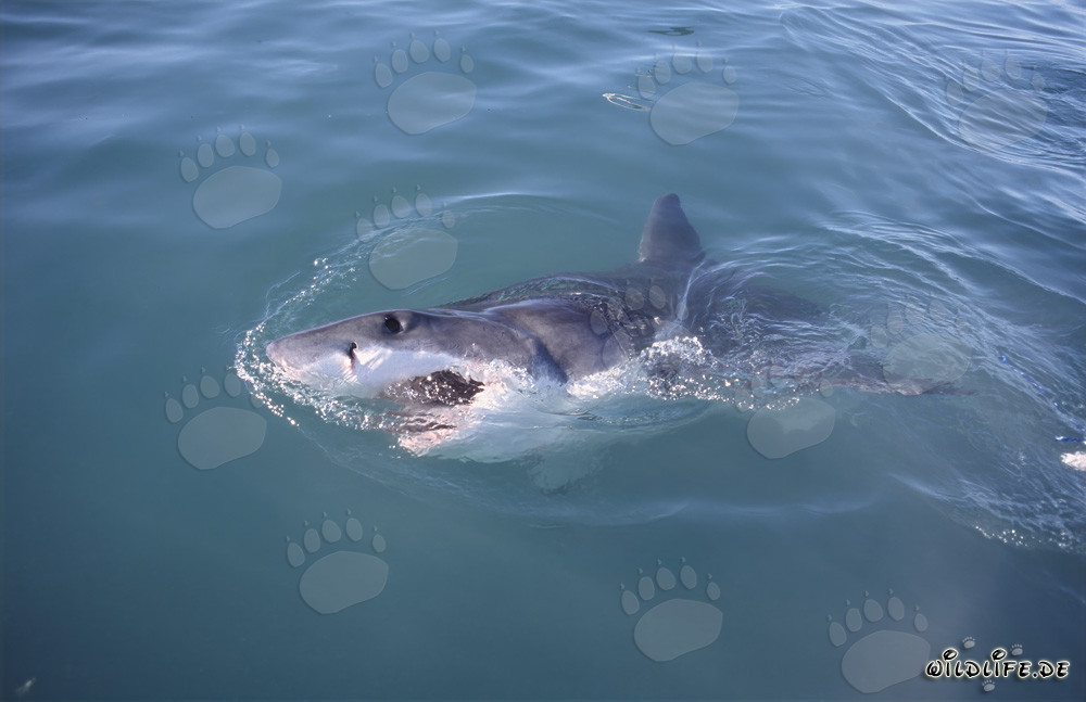 Impresionante tiburón blanco en la superficie del agua en Gansbaai