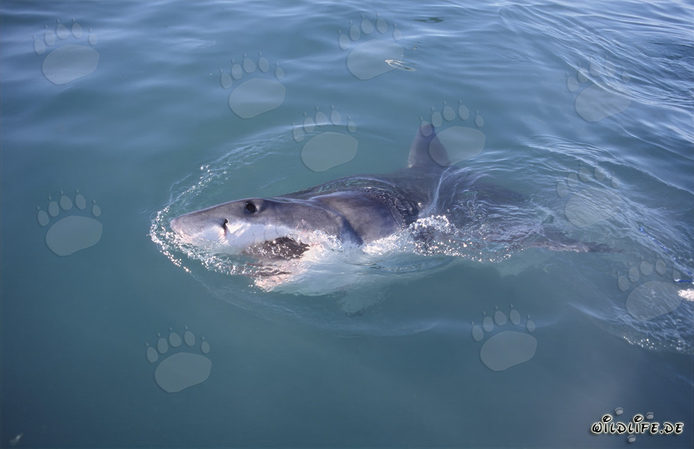 Eindrucksvoller Weißer Hai an der Wasseroberfläche in Gansbaai