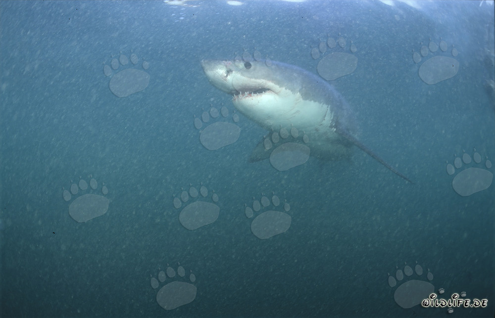 Le fascinant Grand Requin Blanc dans le paradis naturel au large de la côte sud-africaine