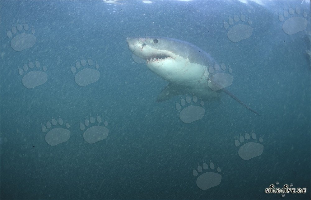 Fascinante Tiburón Blanco en el paraíso natural frente a la costa de Sudáfrica