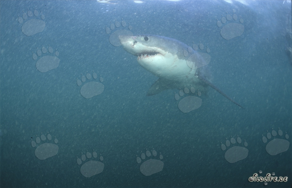 Faszinierender Weißer Hai im Naturparadies vor der Küste Südafrikas