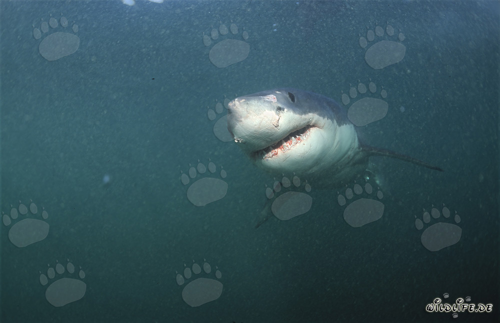Grand requin blanc majestueux au large des côtes sud-africaines