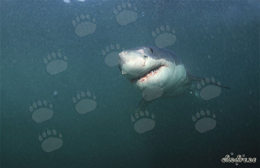Majestic Great White Shark off the Coast of South Africa