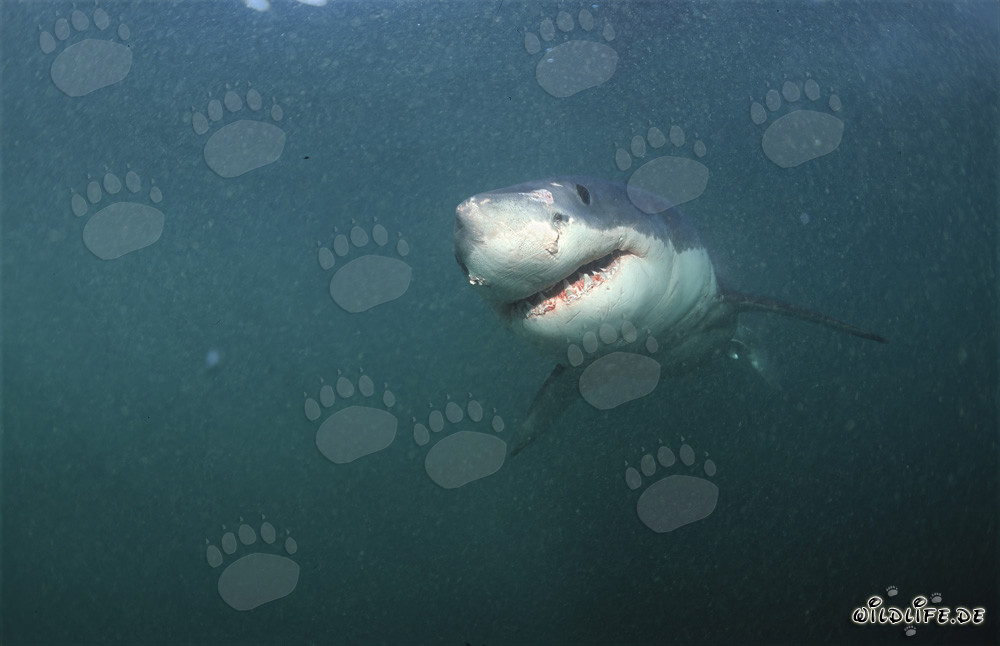Majestuoso tiburón blanco frente a la costa de Sudáfrica