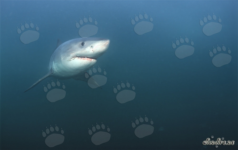 Great White Shark