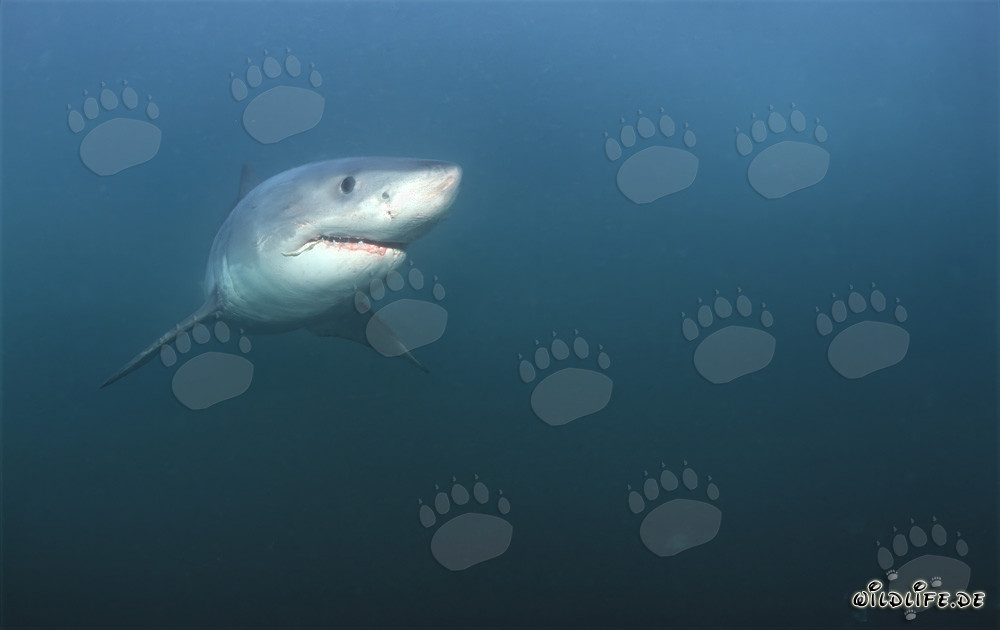 Requin blanc devant Geyser Rock