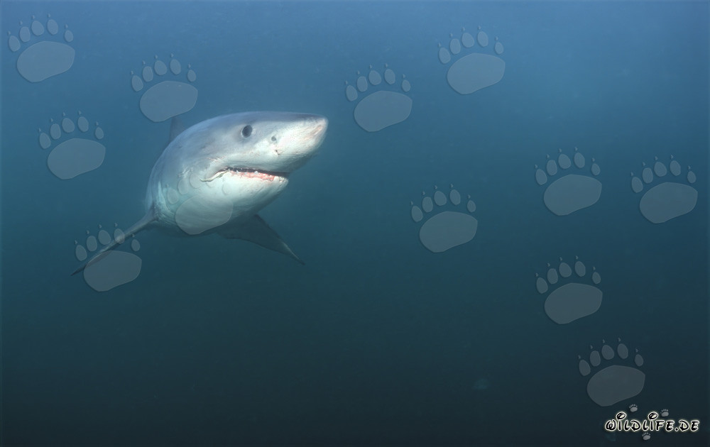 Squalo bianco di fronte a Geyser Rock